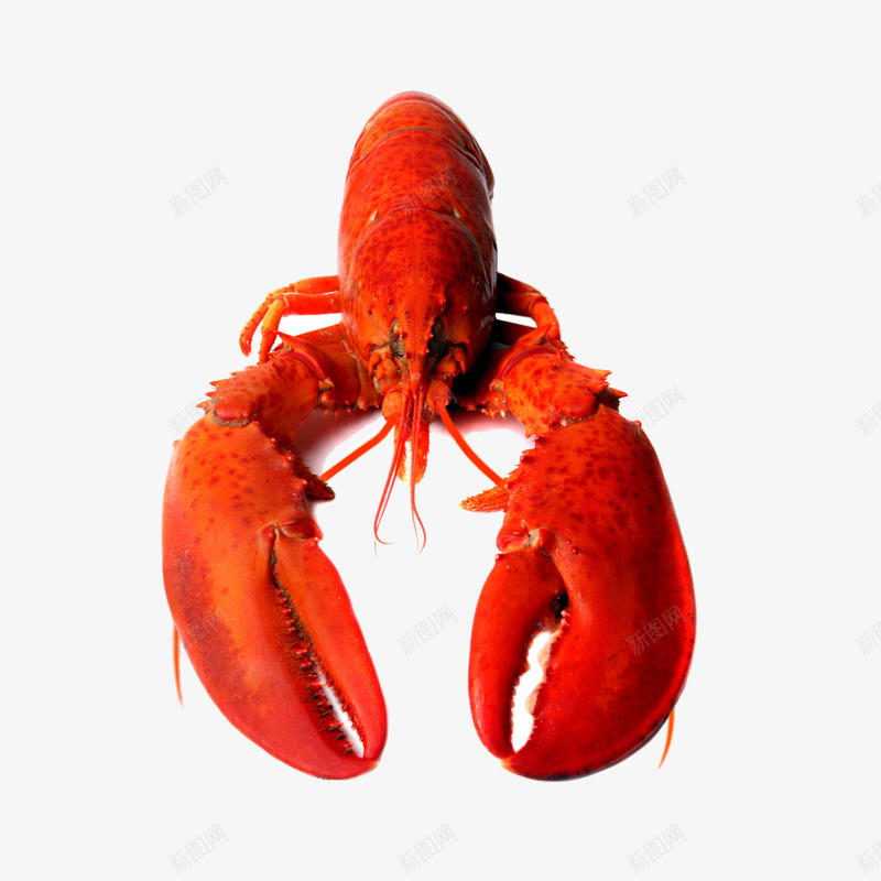 小龙虾png免抠素材_88icon https://88icon.com 娴烽矞 椁愰 榫欒櫨 灏忛緳铏 缇庨 鑿滃搧