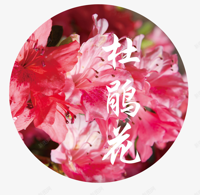 粉色简约杜鹃花海报psd免抠素材_88icon https://88icon.com 卡通杜鹃花 旅游 杜鹃花 粉色 粉色简约杜鹃花海报 花季海报 花季节日海报 花朵 花瓣 赏花 踏青