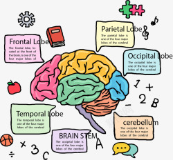 手绘彩色大脑分类标签矢量图素材