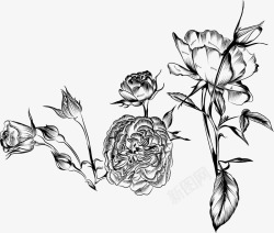 玫瑰花朵叶子线描素材