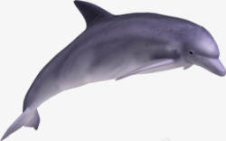 紫色海豚跳跃素材