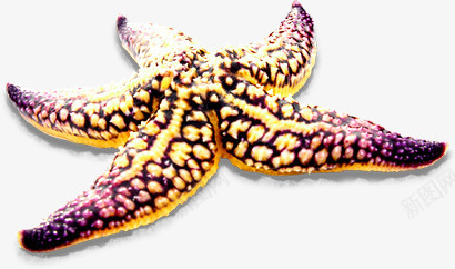 黄色带紫色斑点海星png免抠素材_88icon https://88icon.com 斑点 海星 紫色 黄色