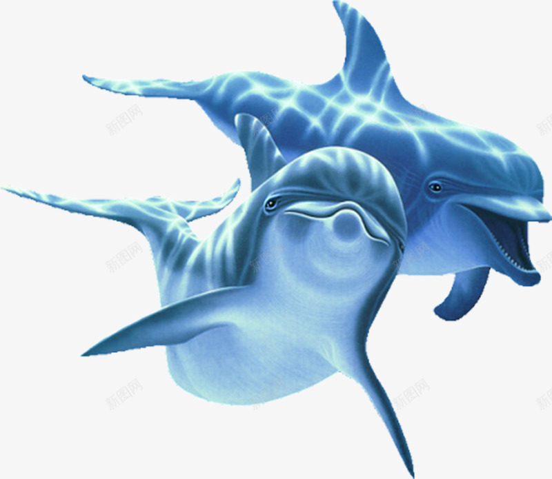 自由自在的海豚png免抠素材_88icon https://88icon.com 动物 海豚 游泳 自由