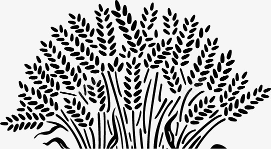 小麦剪影png免抠素材_88icon https://88icon.com 剪影 卡通小麦 小麦 插画 麦子 麦穗 黑色