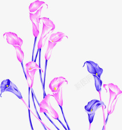 创意海报效果植物花朵喇叭花素材