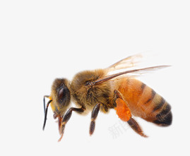 黄色蜜蜂昆虫特写png免抠素材_88icon https://88icon.com 昆虫 特写 蜜蜂 黄色
