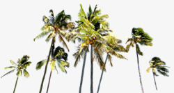阳光下的椰子树素材