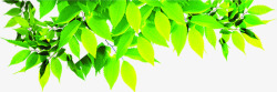绿色清新树叶装饰阳光素材