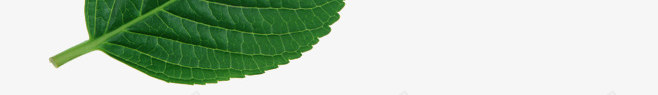绿色多种树叶png免抠素材_88icon https://88icon.com 多种 树叶 绿色 设计