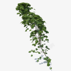 多根绿色藤蔓垂吊植物素材