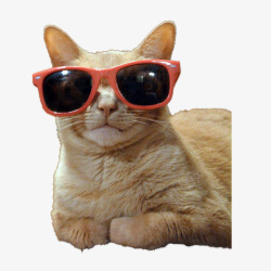红框带着眼镜的橘猫高清图片