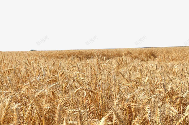 金色麦穗png免抠素材_88icon https://88icon.com 农业科技 农作物 小麦 庄稼 植物 粮食 麦穗