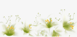 白色百合花素材