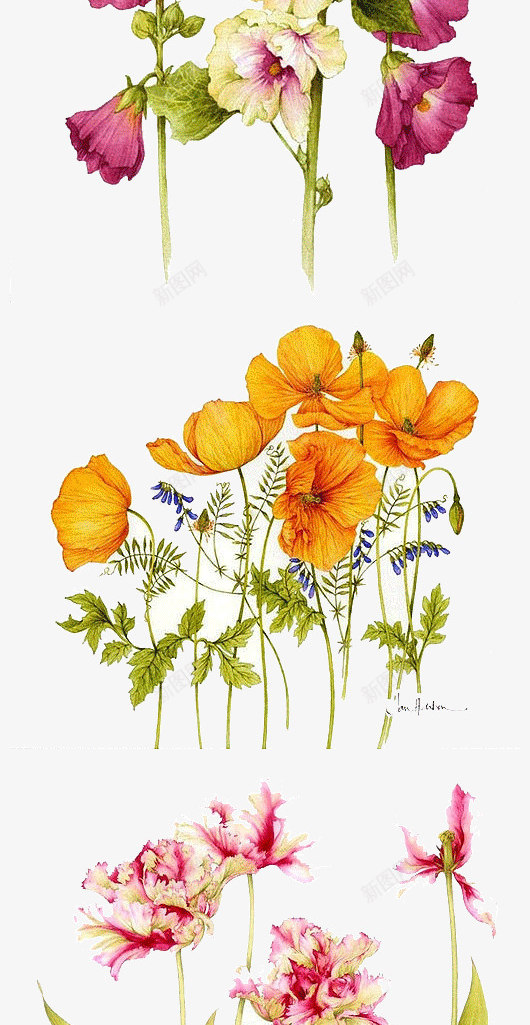 多种手绘水彩花卉装饰图案png免抠素材_88icon https://88icon.com 多种花卉 手绘 水彩 花卉 装饰图案