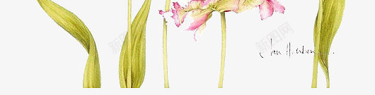 多种手绘水彩花卉装饰图案png免抠素材_88icon https://88icon.com 多种花卉 手绘 水彩 花卉 装饰图案