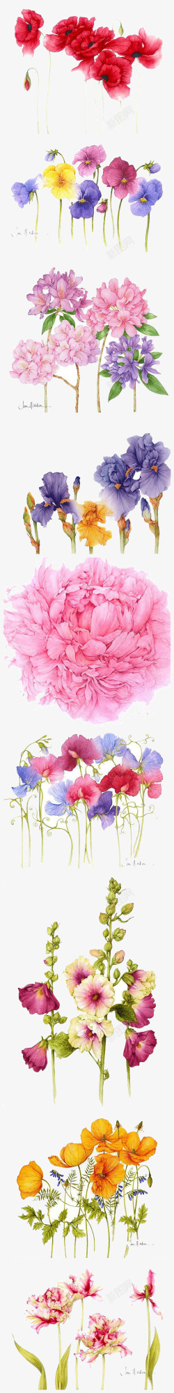 多种手绘水彩花卉装饰图案素材