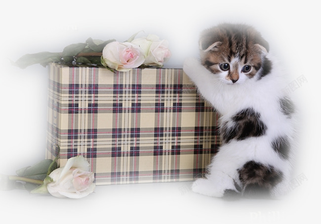 可爱猫咪方格箱子白色花朵png免抠素材_88icon https://88icon.com 可爱猫咪 方格箱子 白色花朵
