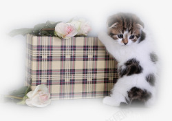 可爱猫咪方格箱子白色花朵素材