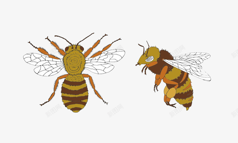两只小蜜蜂png免抠素材_88icon https://88icon.com 彩色 昆虫 翅膀 黄色