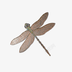 静止的蜻蜓蜻蜓标本高清图片