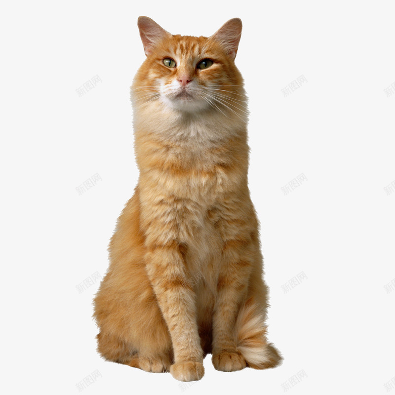 坐着的猫png免抠素材_88icon https://88icon.com 写真 动物 猫咪