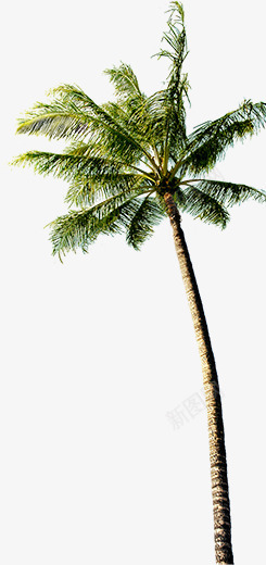 绿色热带椰树造型png免抠素材_88icon https://88icon.com 椰树 热带 绿色 造型