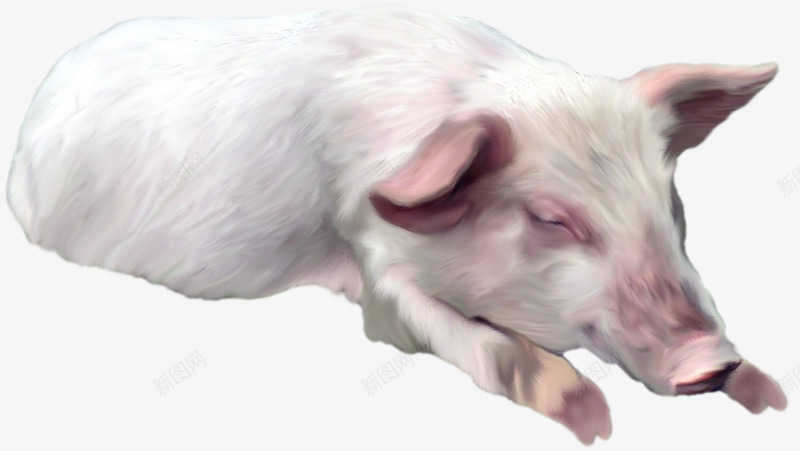 猪在睡觉png免抠素材_88icon https://88icon.com 可爱 实物 小猪 白色