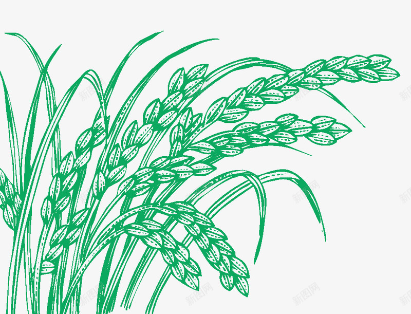 手绘创意合成绿色的小麦png免抠素材_88icon https://88icon.com 创意 合成 小麦 绿色