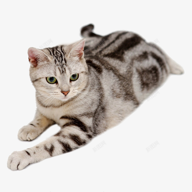 猫咪png免抠素材_88icon https://88icon.com 猫咪 猫素材 花猫