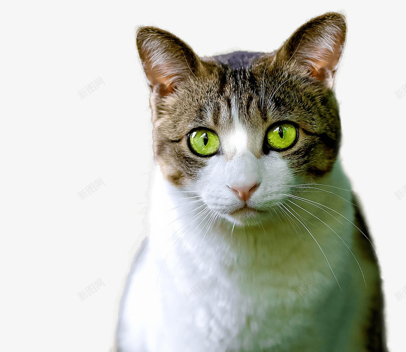 可爱猫咪png免抠素材_88icon https://88icon.com 动物 动物世界 动物园 实物 猫咪 生物