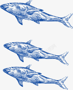 大海鲨鱼手绘矢量图素材