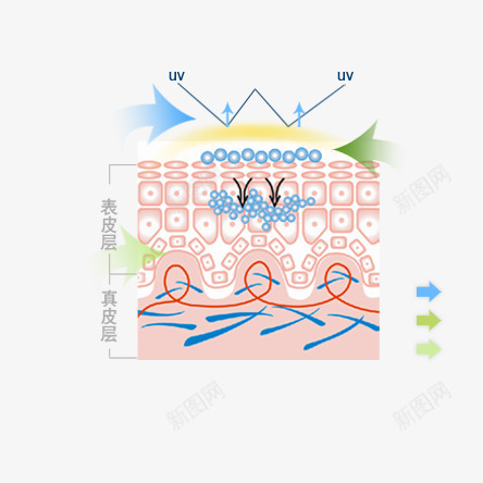 皮肤纹理介绍psd免抠素材_88icon https://88icon.com 绾圭悊浠嬬粛 缇庡 鐨