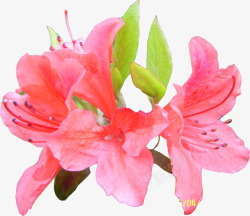 粉色花朵百合绿叶素材