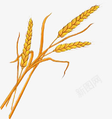 小麦子png免抠素材_88icon https://88icon.com 创意 小麦 手绘 简约