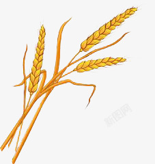 小麦子素材