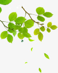 合成绿色的树叶造型效果素材