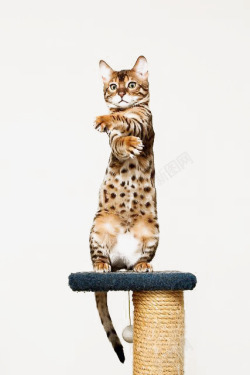 猫儿站立猫咪高清图片