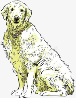 可爱的导盲犬白色导盲犬高清图片