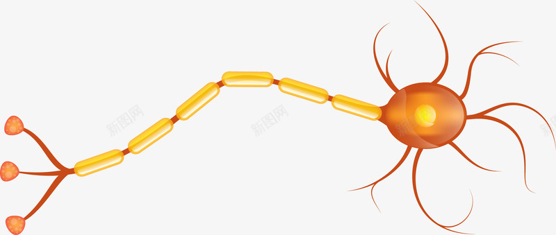 橘色神经卡通细胞矢量图ai免抠素材_88icon https://88icon.com 人体组成 人体细胞 橘色 橘色细胞 矢量图 矢量细胞 神经 神经元