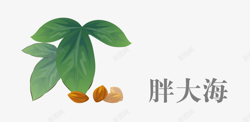 中药胖大海png免抠素材_88icon https://88icon.com 中药 胖大海 草药