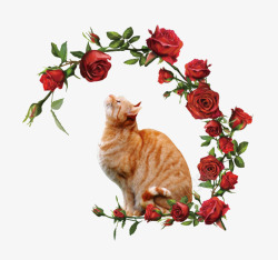 玫瑰花上的猫咪素材