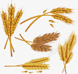金色丰收季小麦花纹矢量图素材
