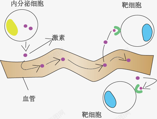 细胞分泌物质png免抠素材_88icon https://88icon.com 教学专区 生物教学 示意图 细胞分泌物质 细胞结构