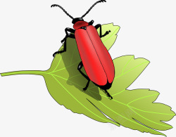 绿叶昆虫背景绿叶上的红色甲虫矢量图高清图片