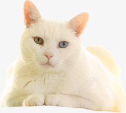 白色猫咪素材