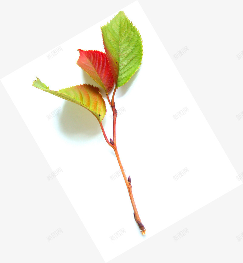 可爱彩色创意树叶造型渐变png免抠素材_88icon https://88icon.com 创意 可爱 彩色 树叶 渐变 造型