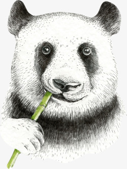 手绘素描大熊猫素材