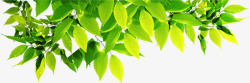 绿色树叶阳光美景素材