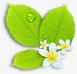 绿色清爽树叶花朵白色素材