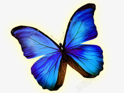 蓝色发光蝴蝶素材
